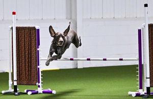 Canine, Agility, Dog jumping over bar