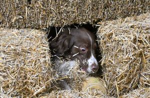 Canine, Barn Hunt