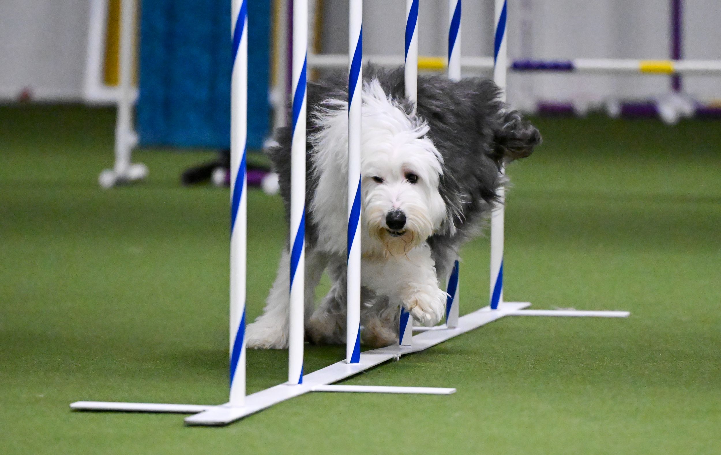Canine, Agility, Weave poles