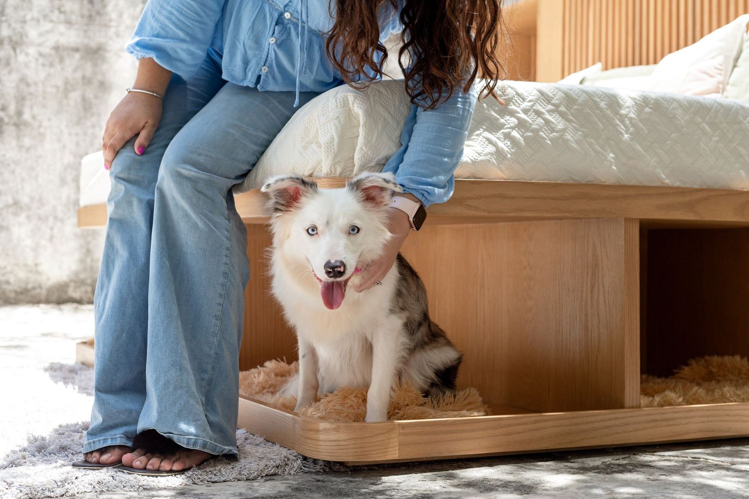 fotografia canina