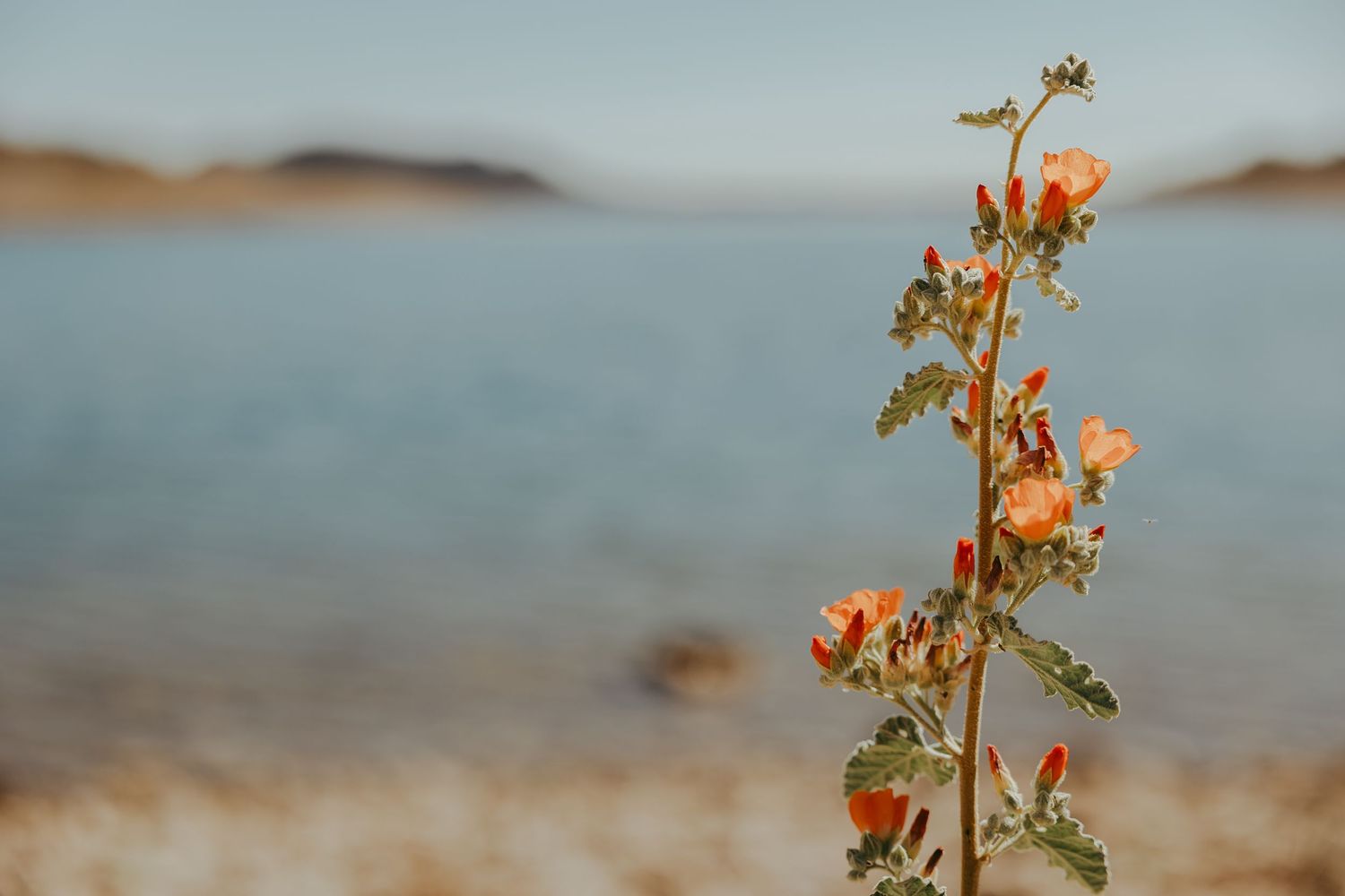Lake Pleasant, Arizona, with globe mallow wildflower in foreground. Whitney Popp, Phoenix, Arizona, photographer