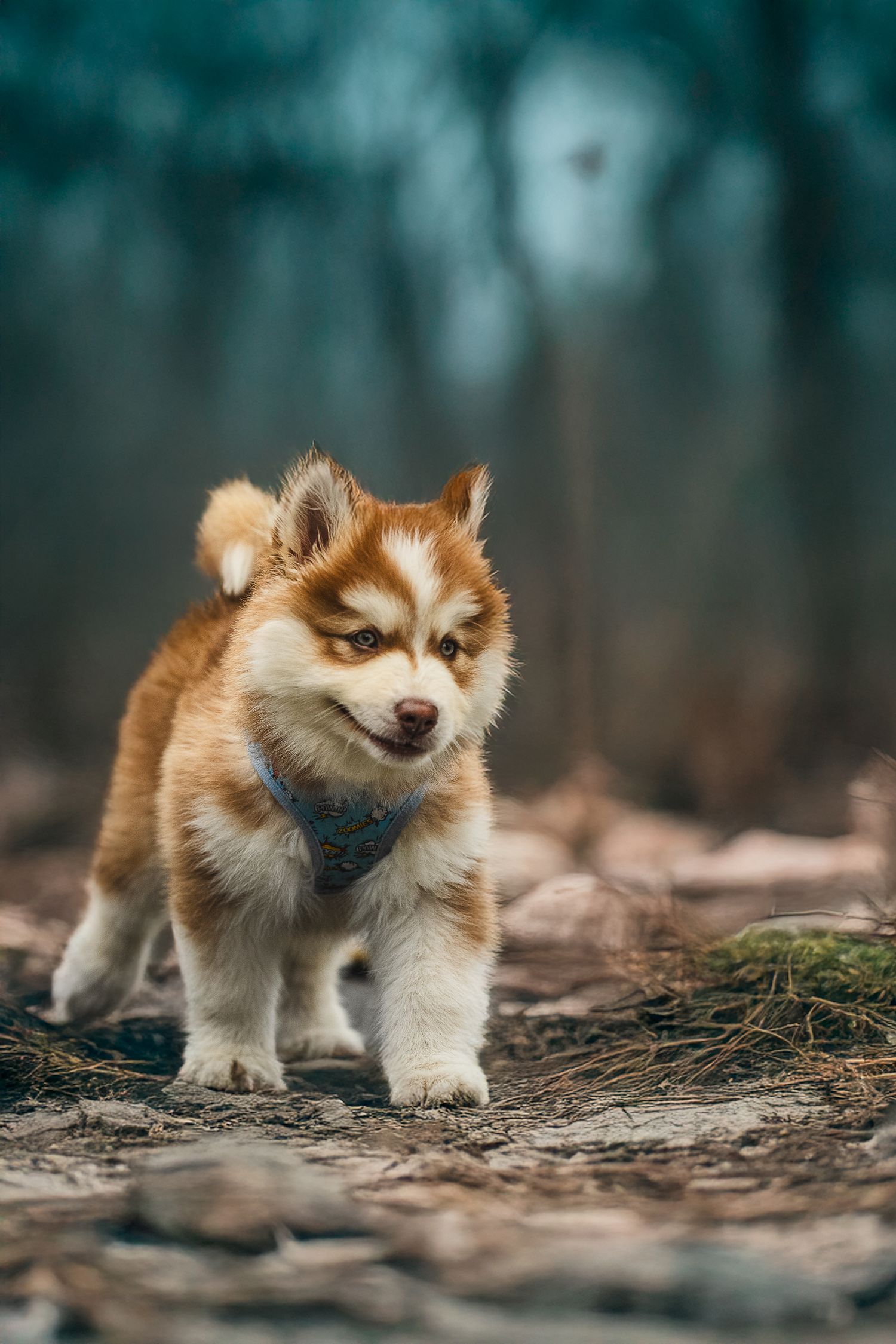 puppy