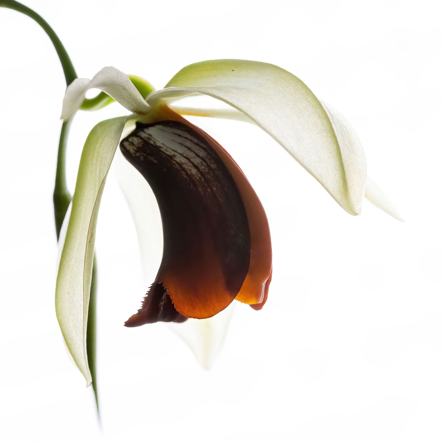 Photograph of a coelogyne usitae orchid flower