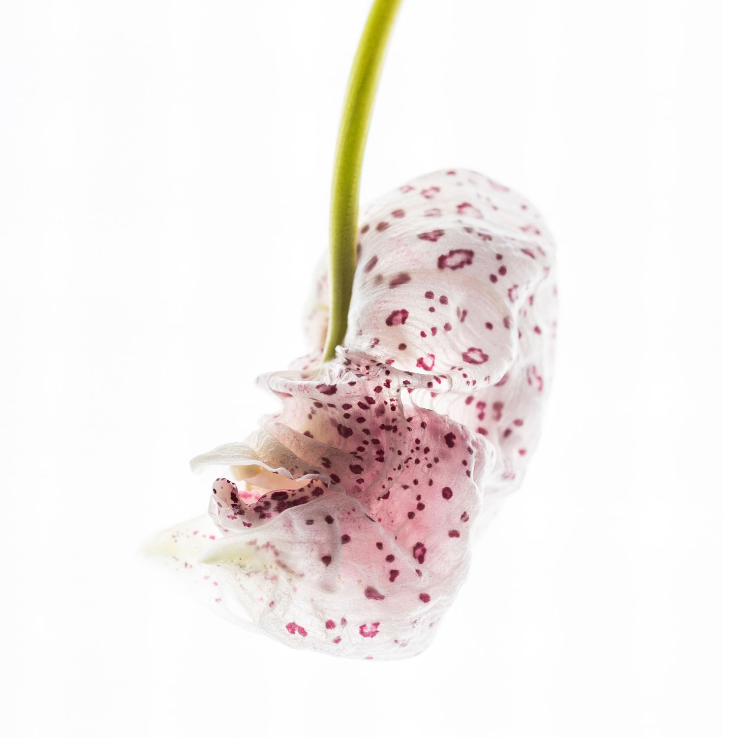 Backlit photograph of a coryanthes macrantha orchid bud.