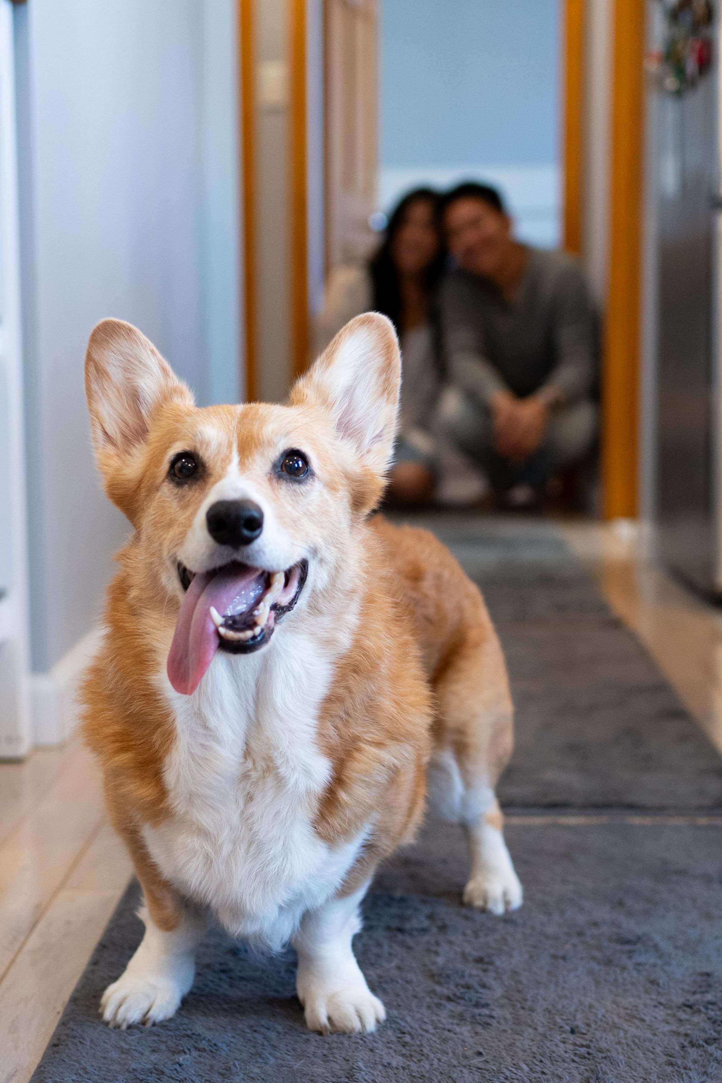 Photosession with your corgi