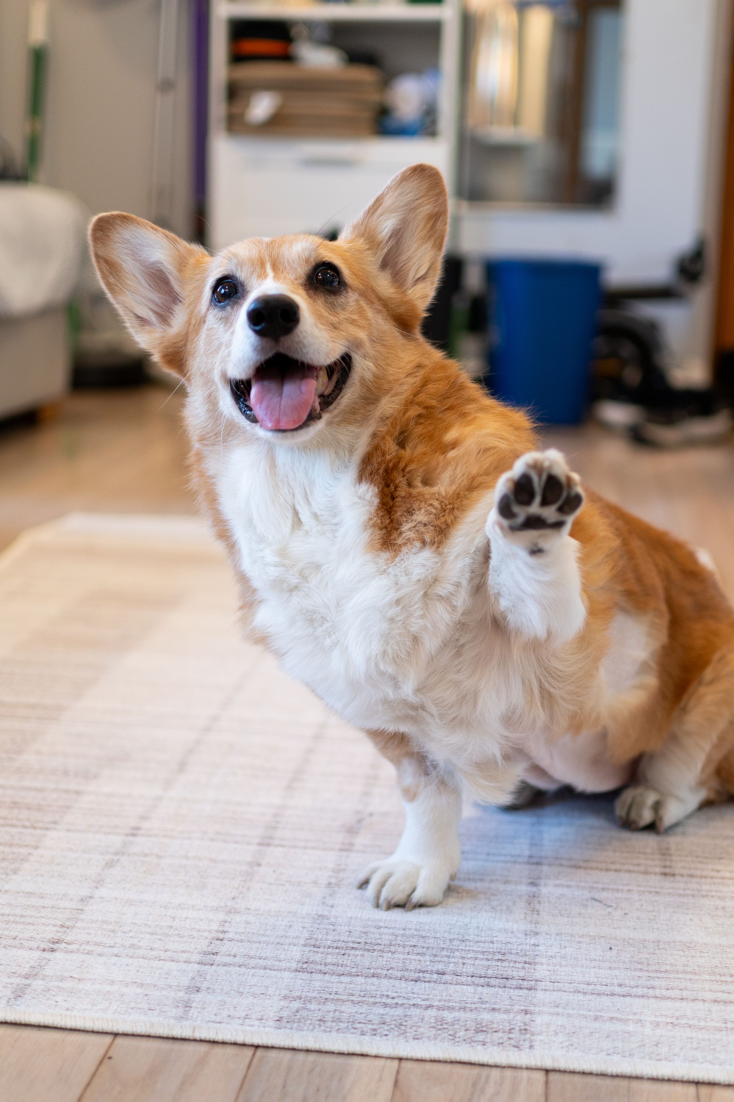 Photosession with your pet in Brooklyn