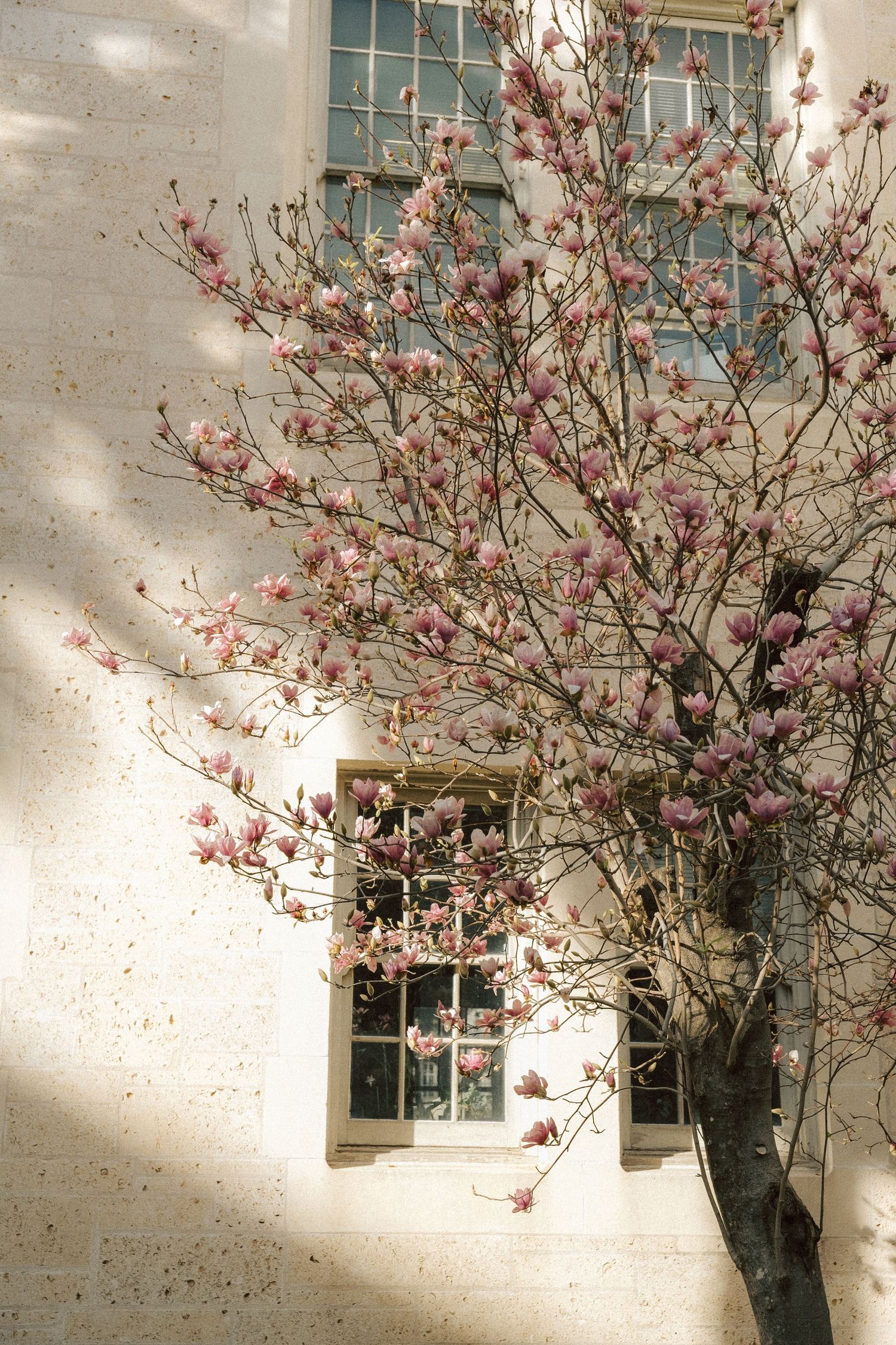 University of Texas at Austin engagement photography. Cherry blossom tree.