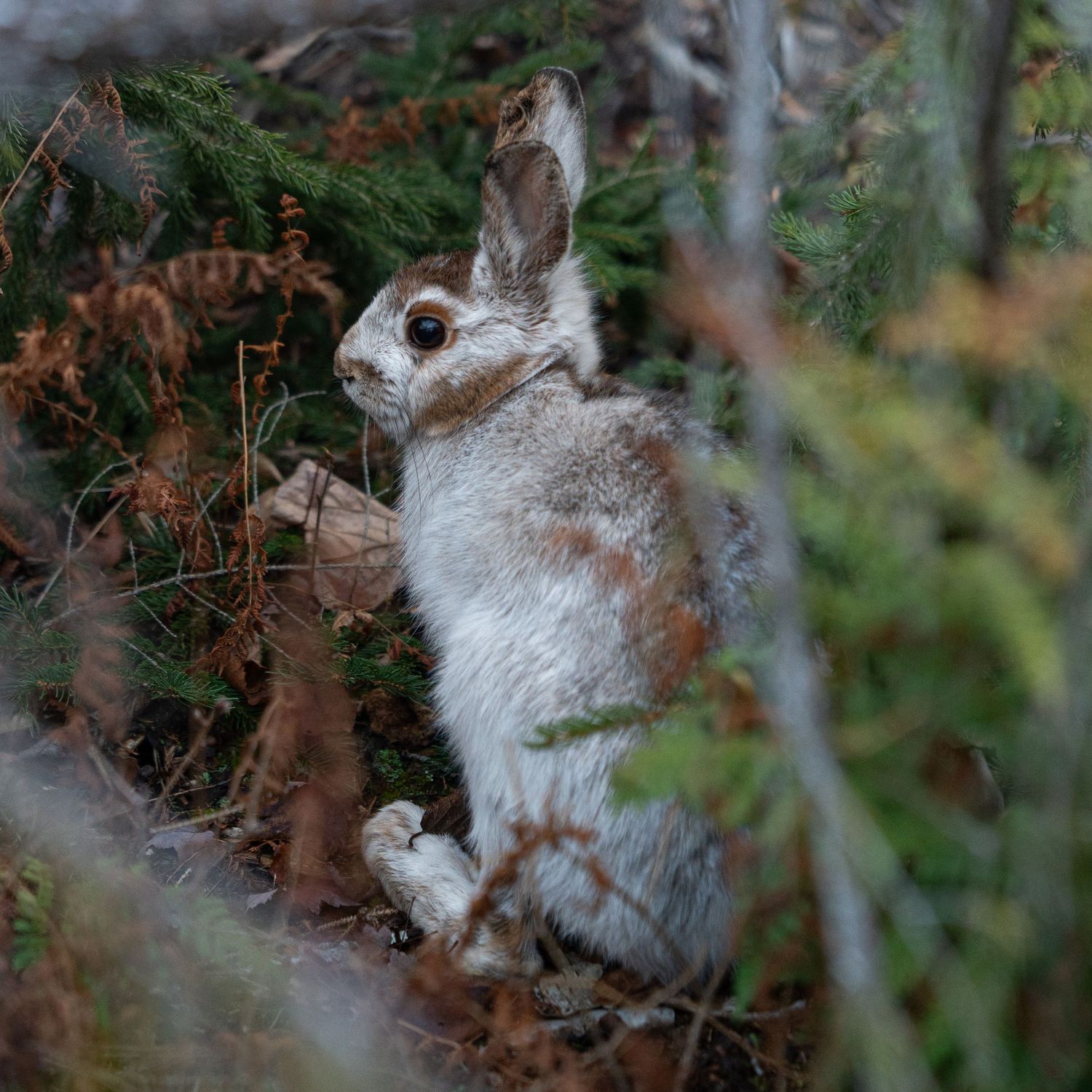 A snowshoe hare gaining its winter coat in Vermont