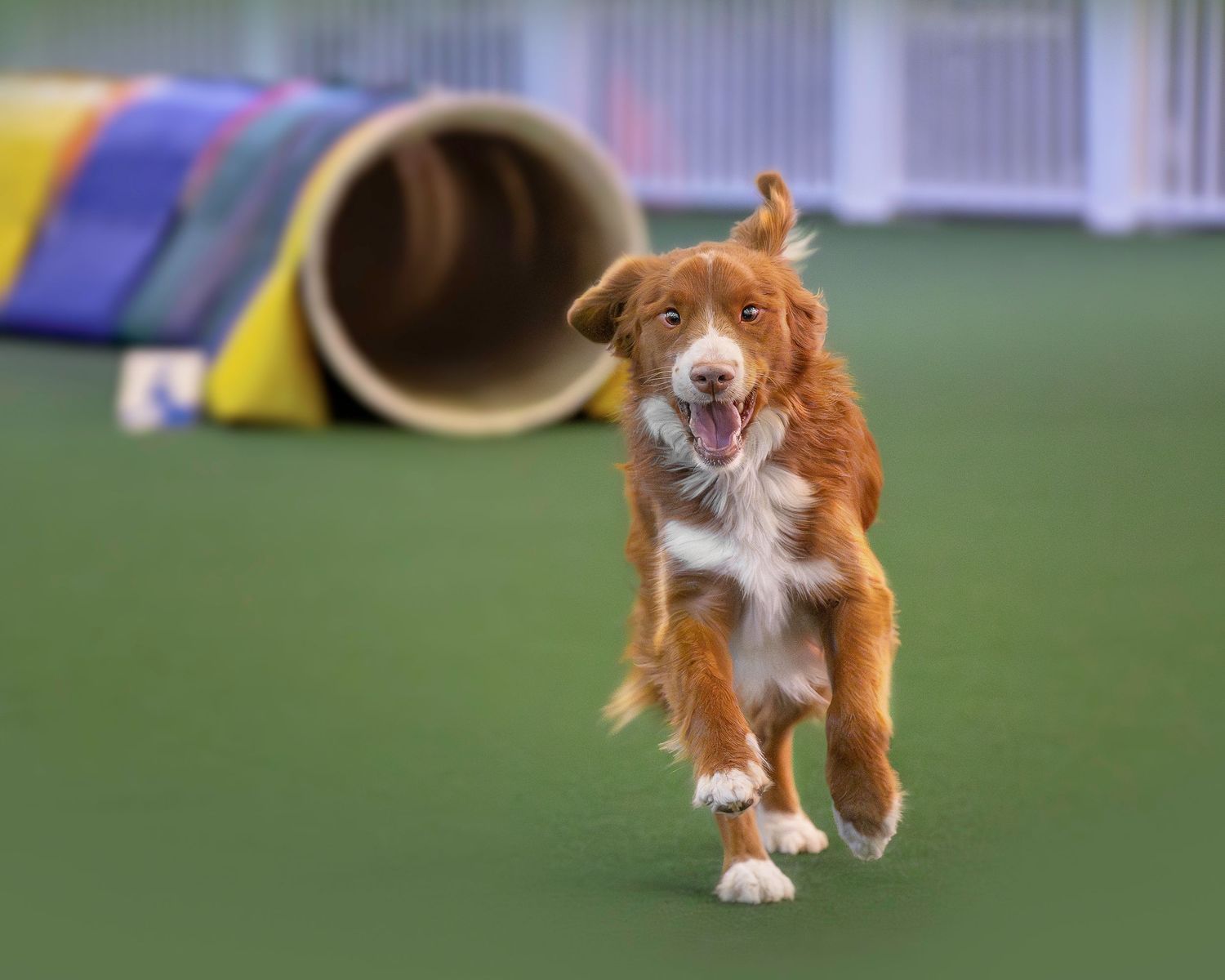 Dog portrait editing