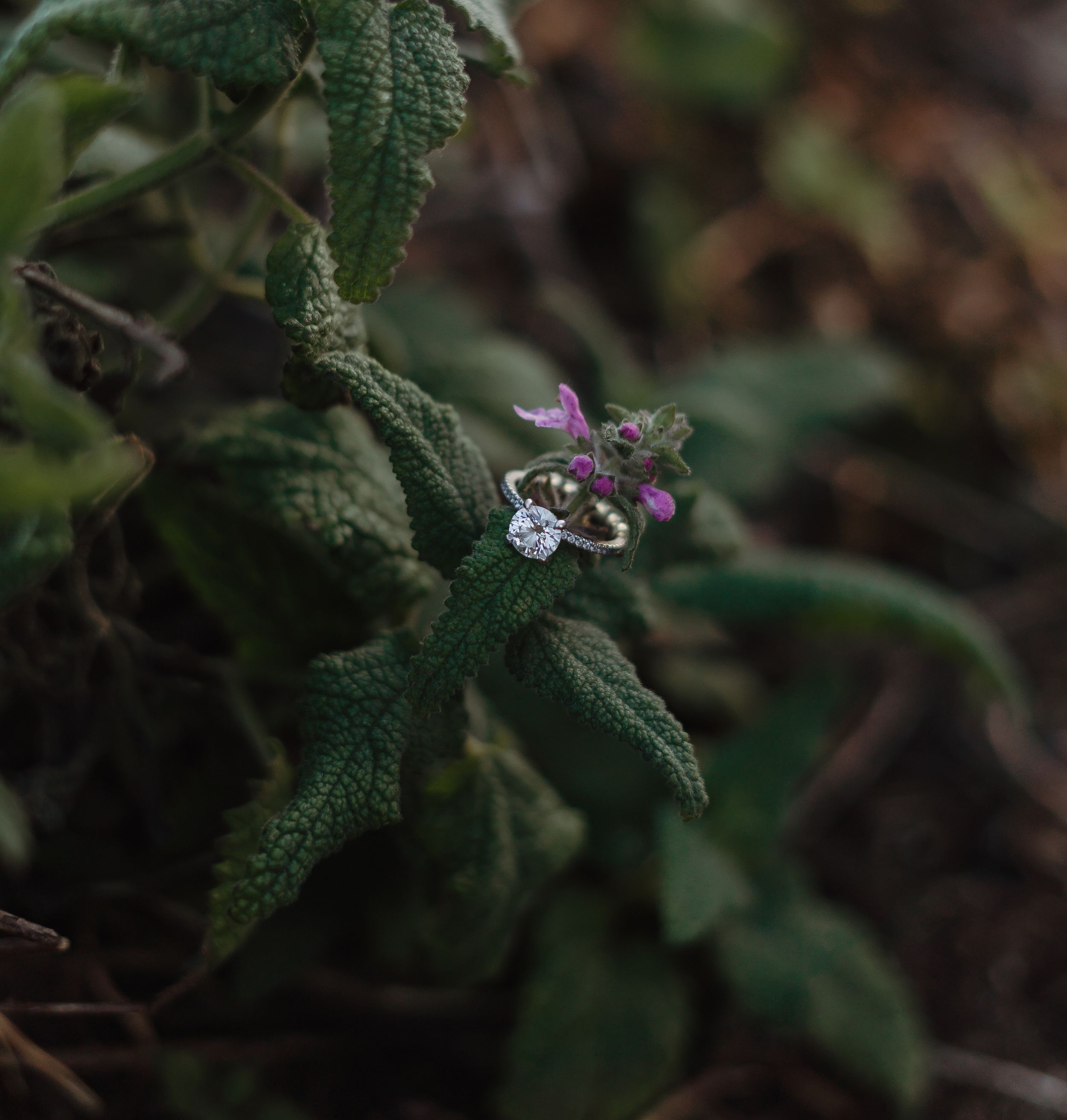 A delicate purple and white wildflower blooms among textured green leaves in a macro nature shot.
