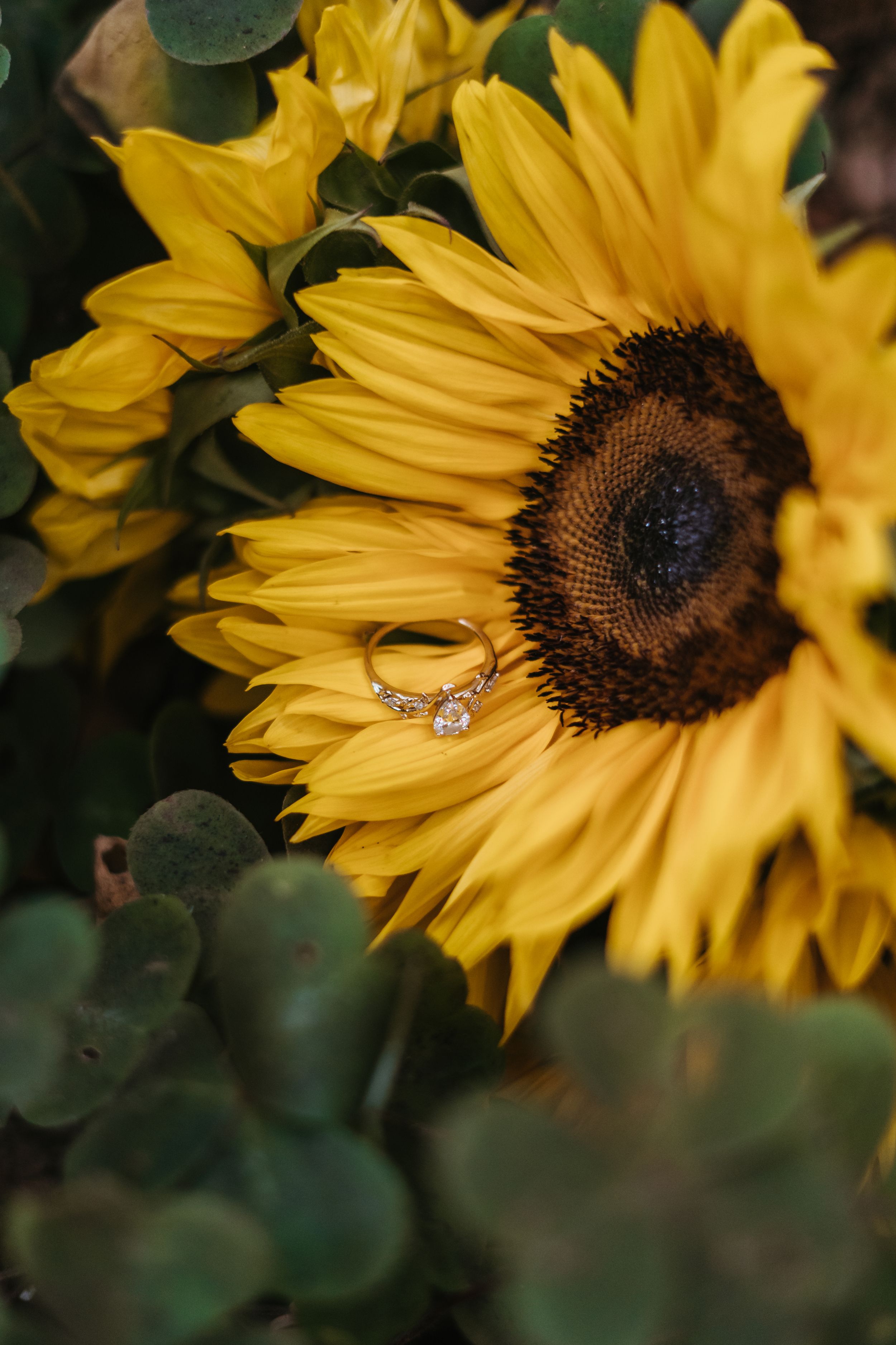 Series of sunflower close-ups showing beautiful engagement ring nestled in bright yellow petals and dark center.