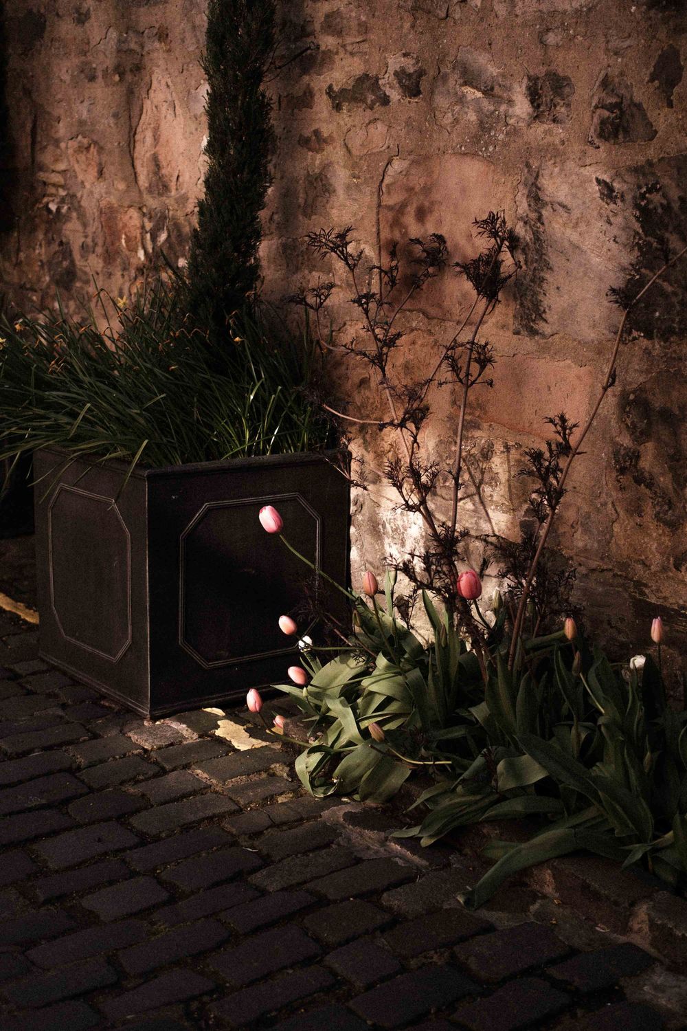 Garden lights illuminate plants against a rustic textured wall at night.