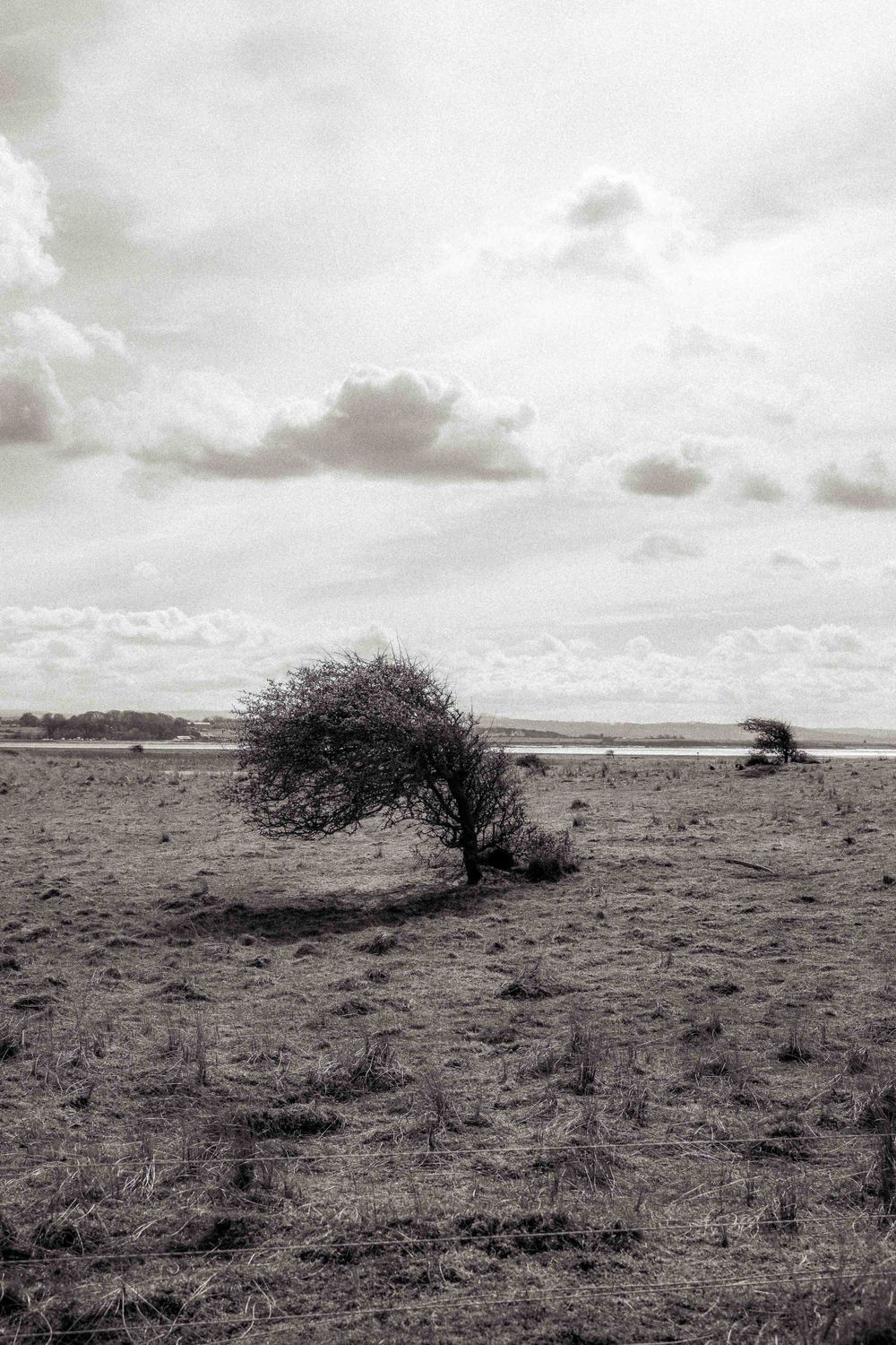 Black and white landscape photo of a windswept tree in a barren field under cloudy skies.