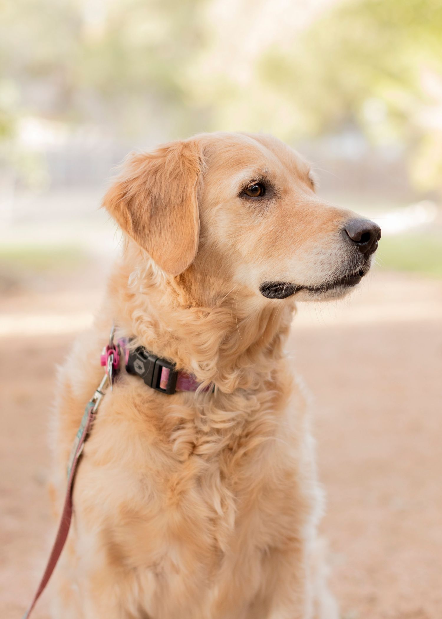 Golden Retriever Cedar Park photo Session