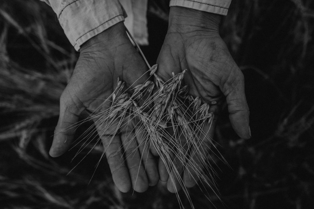 Black and white image of open hands holding wheat