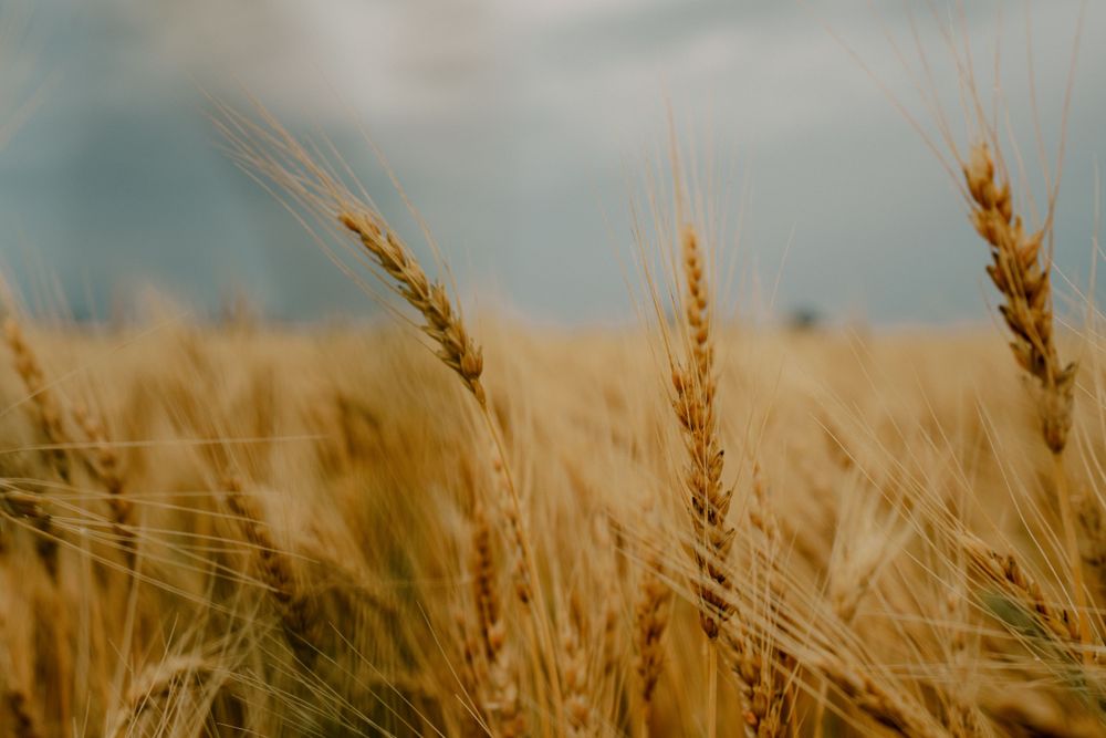 Golden wheat waving in w the wind with storm clouds in the background