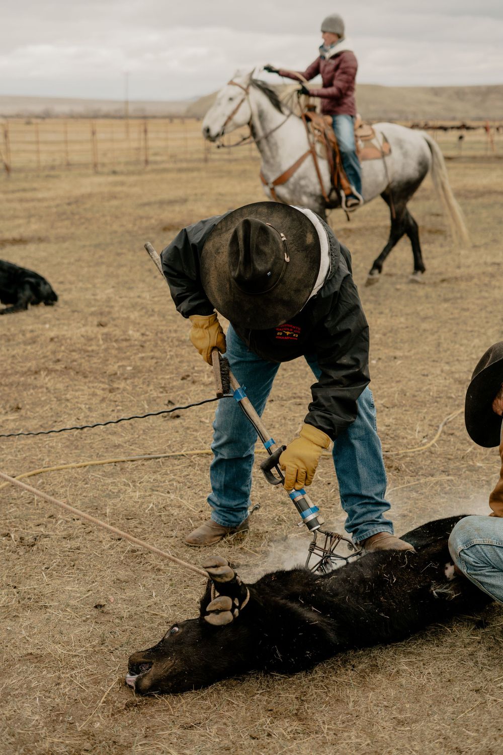 A western branding scene with horses and cowboys in the background
