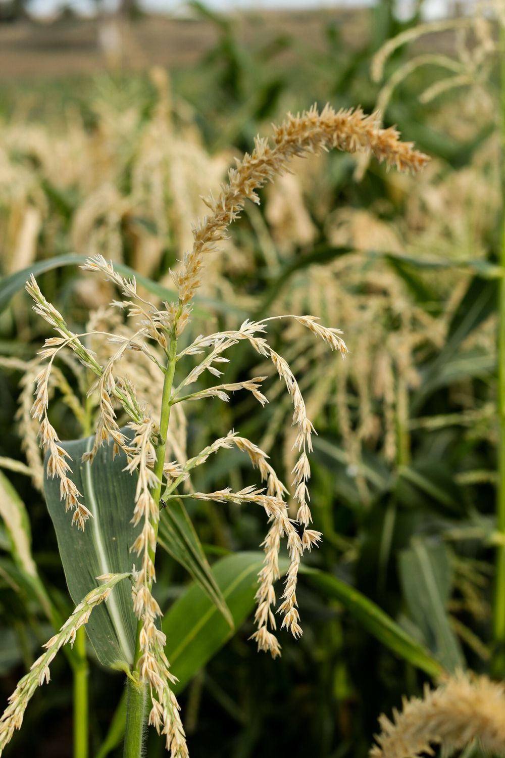 A vibrant image of tasseling corn