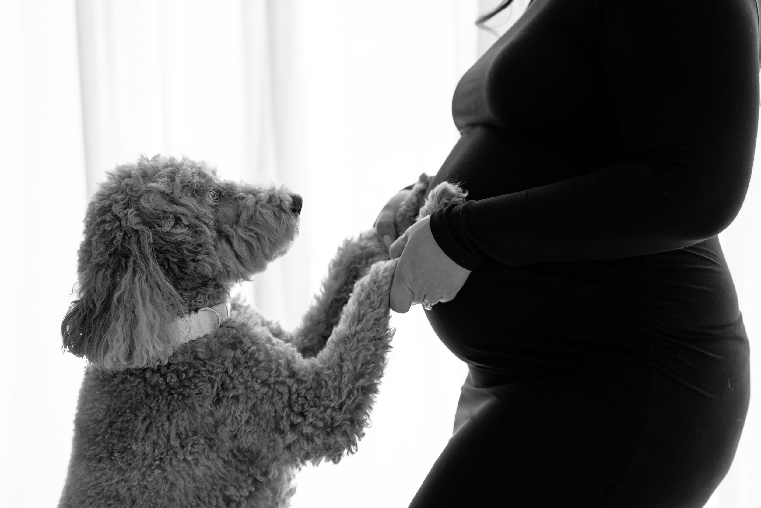 Black and white photo of a pregnant woman in a black dress with a poodle standing on hind legs touching her baby bump.