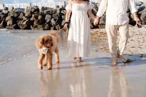A goldendoodle dog walking with two people on a sandy beach with rocks in the background.