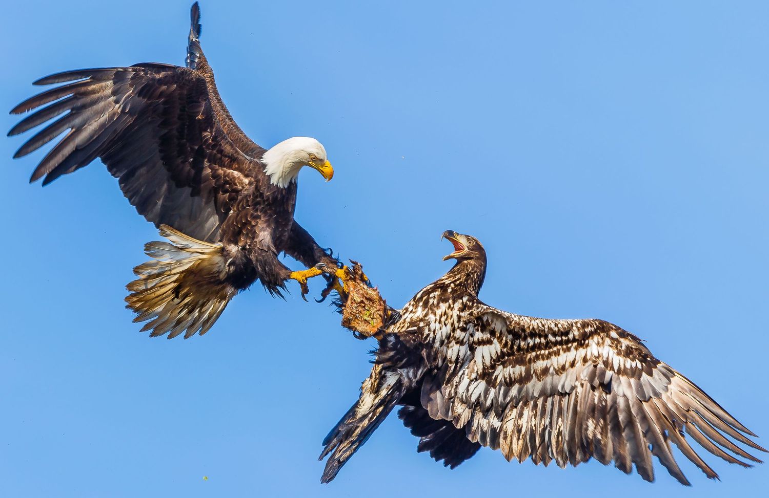 Bald Eagle