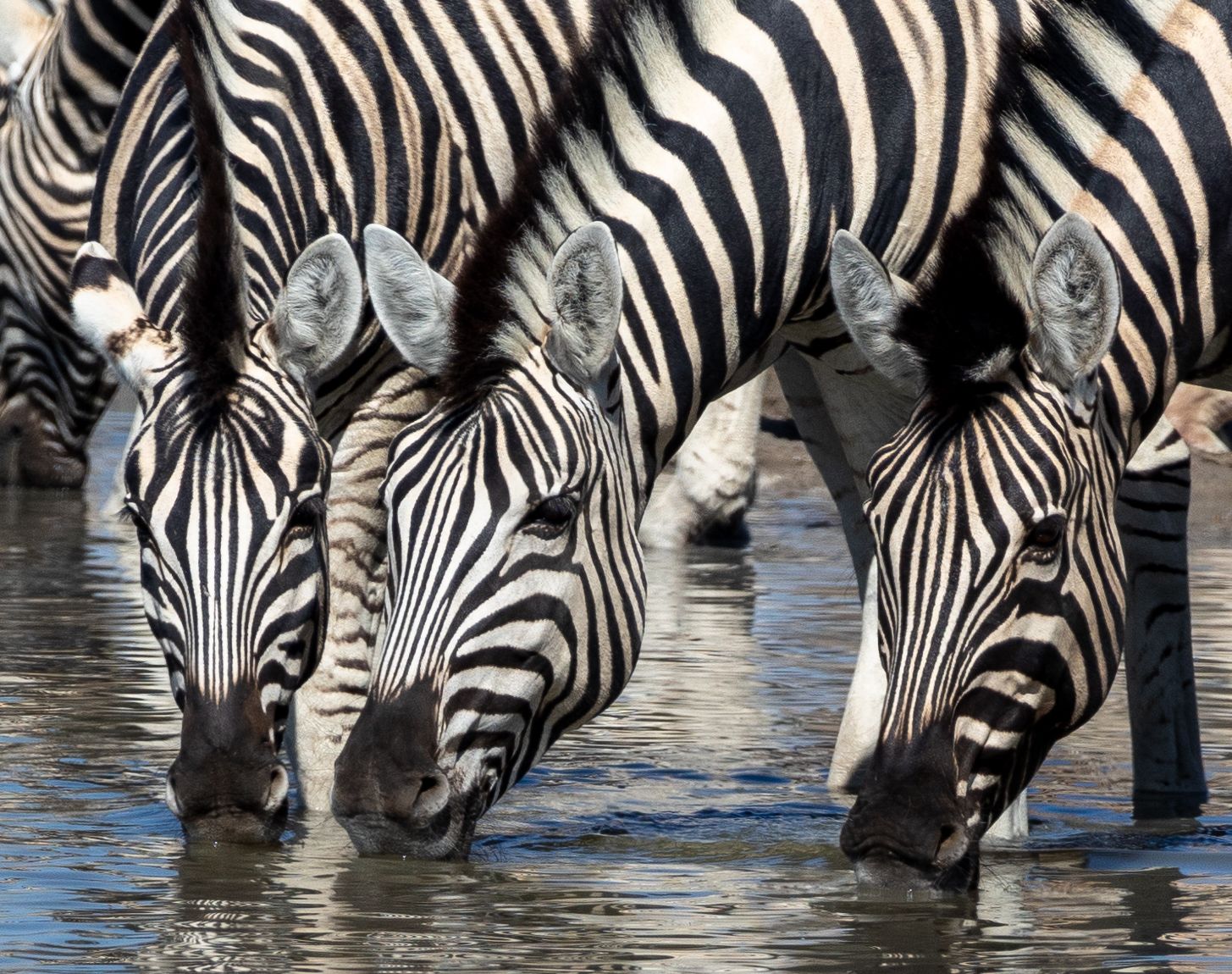 Three zebras drink from a watering hole showing their distinctive black and white striped patterns in close detail.