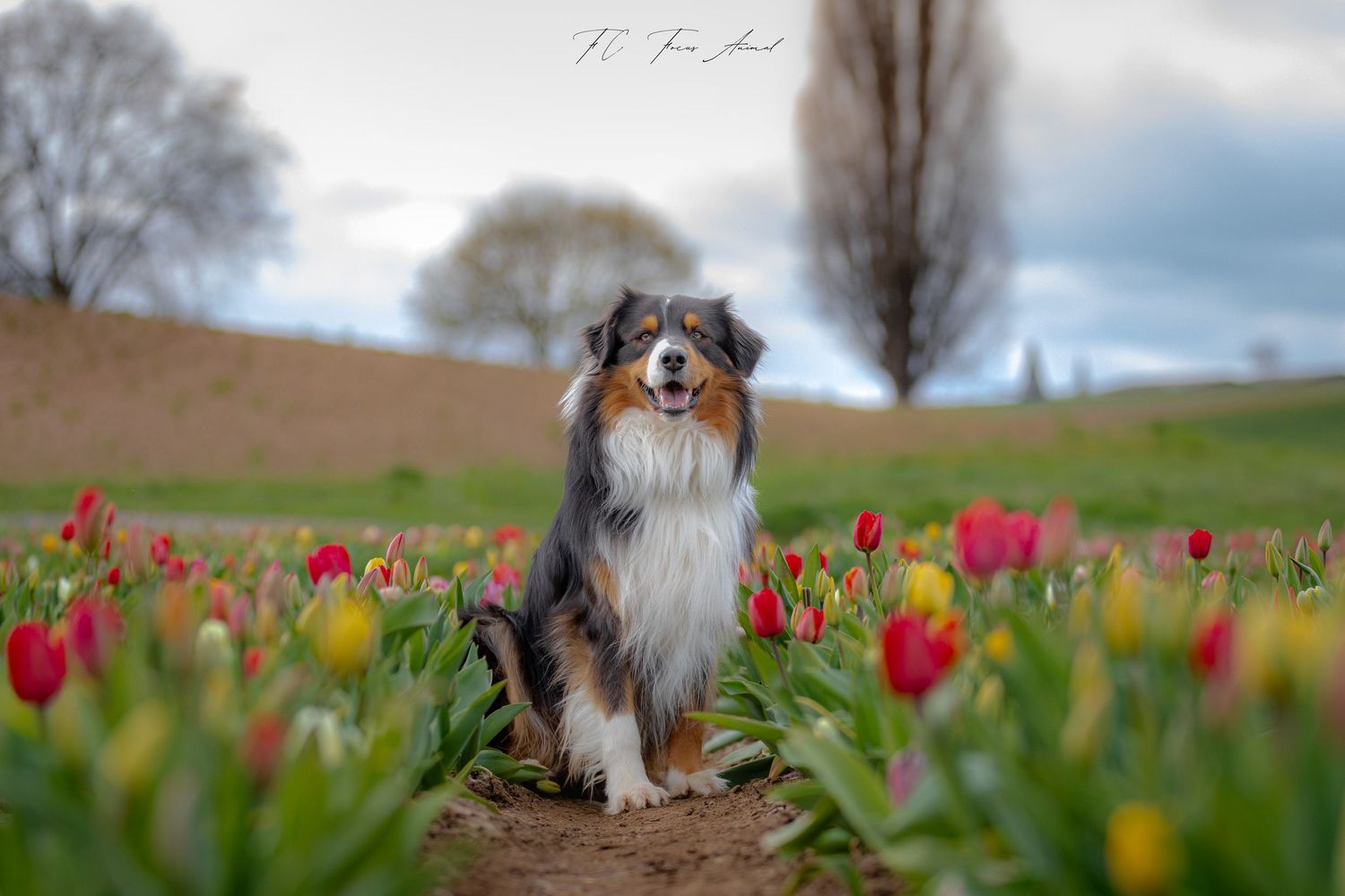 Border Collier / chien / Automne / Alsace