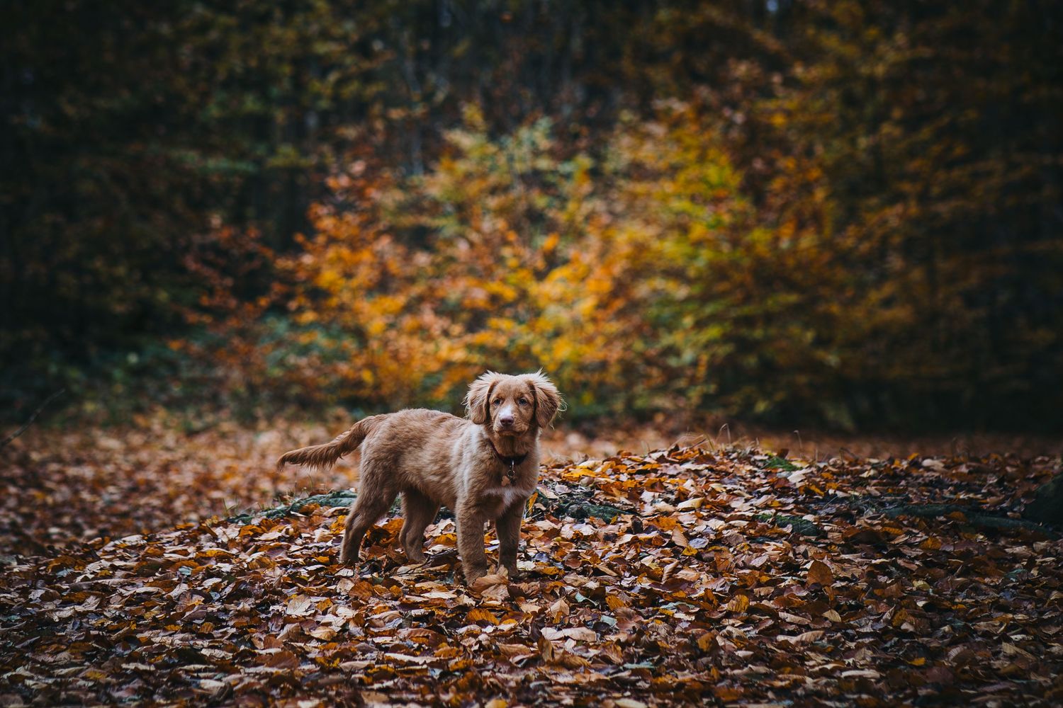 In deze blogpost neem ik je mee naar deze leuke fotoshoot in het bos van Oranjewoud, Friesland. Samen met dit leuke stel en hun hond Levi, e