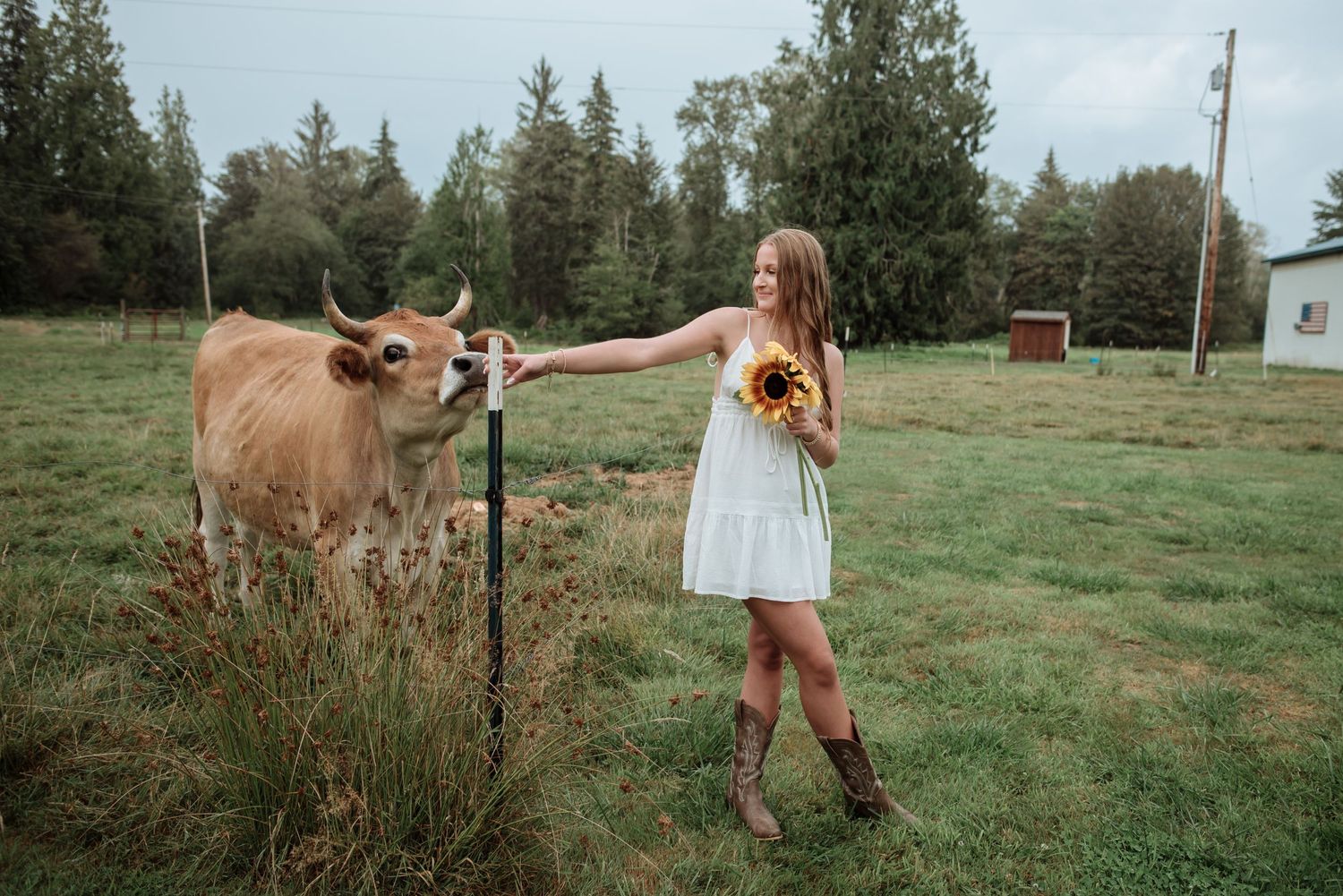 A rustic outdoor scene with a person in a white dress feeding a brown highland cow.