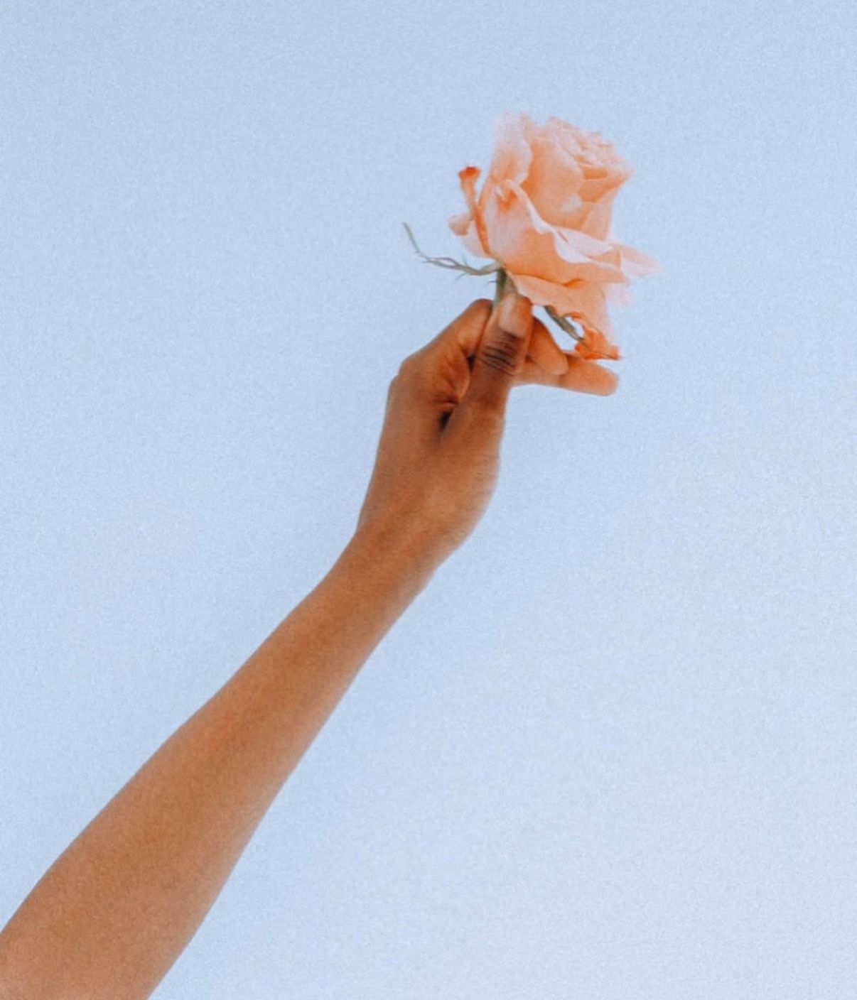 Close-up of an arm holding a peach-colored rose against a soft blue background.