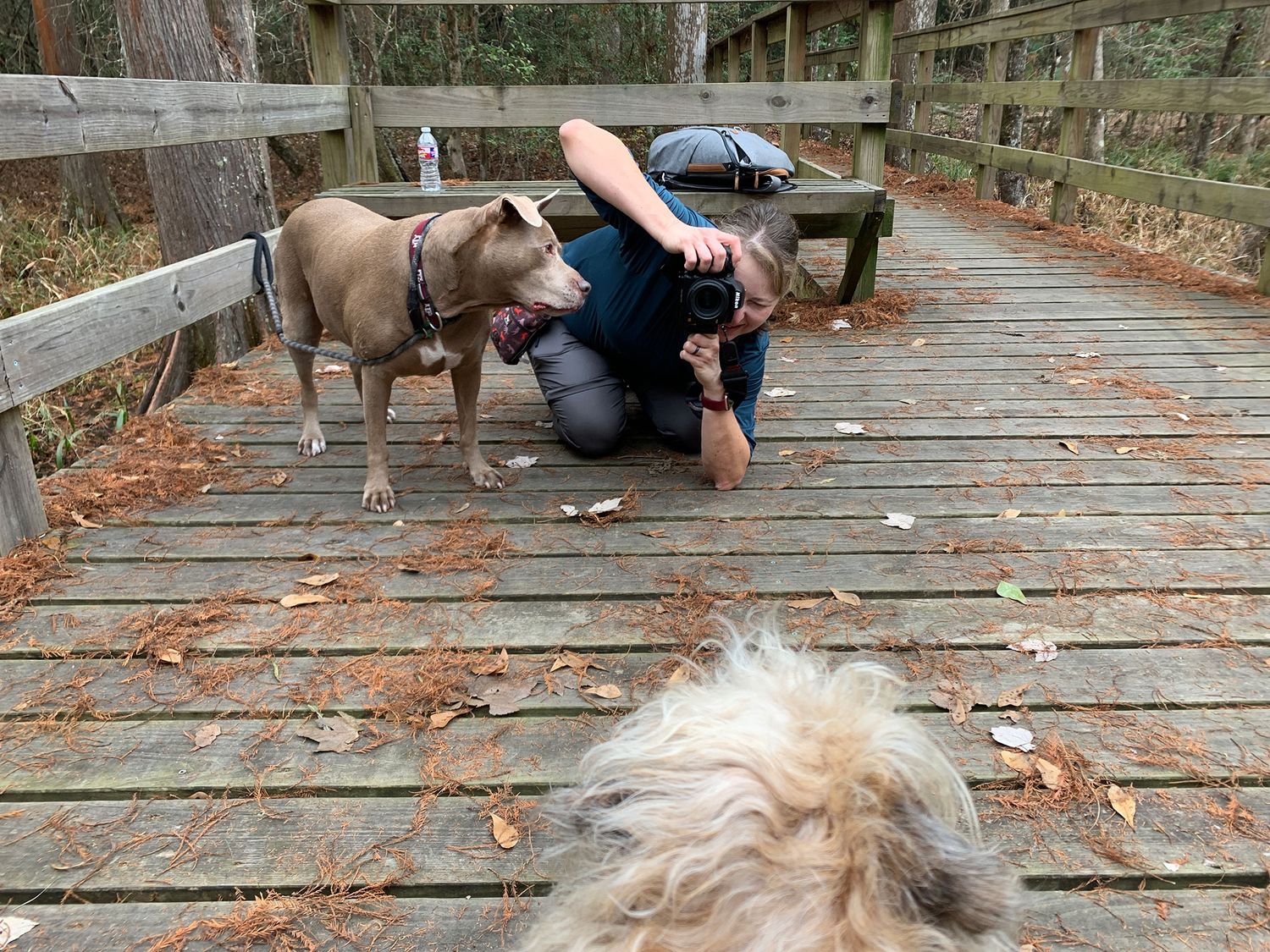 Two dogs interact with photographer on a wooden boardwalk covered in autumn leaves in a forest setting.
