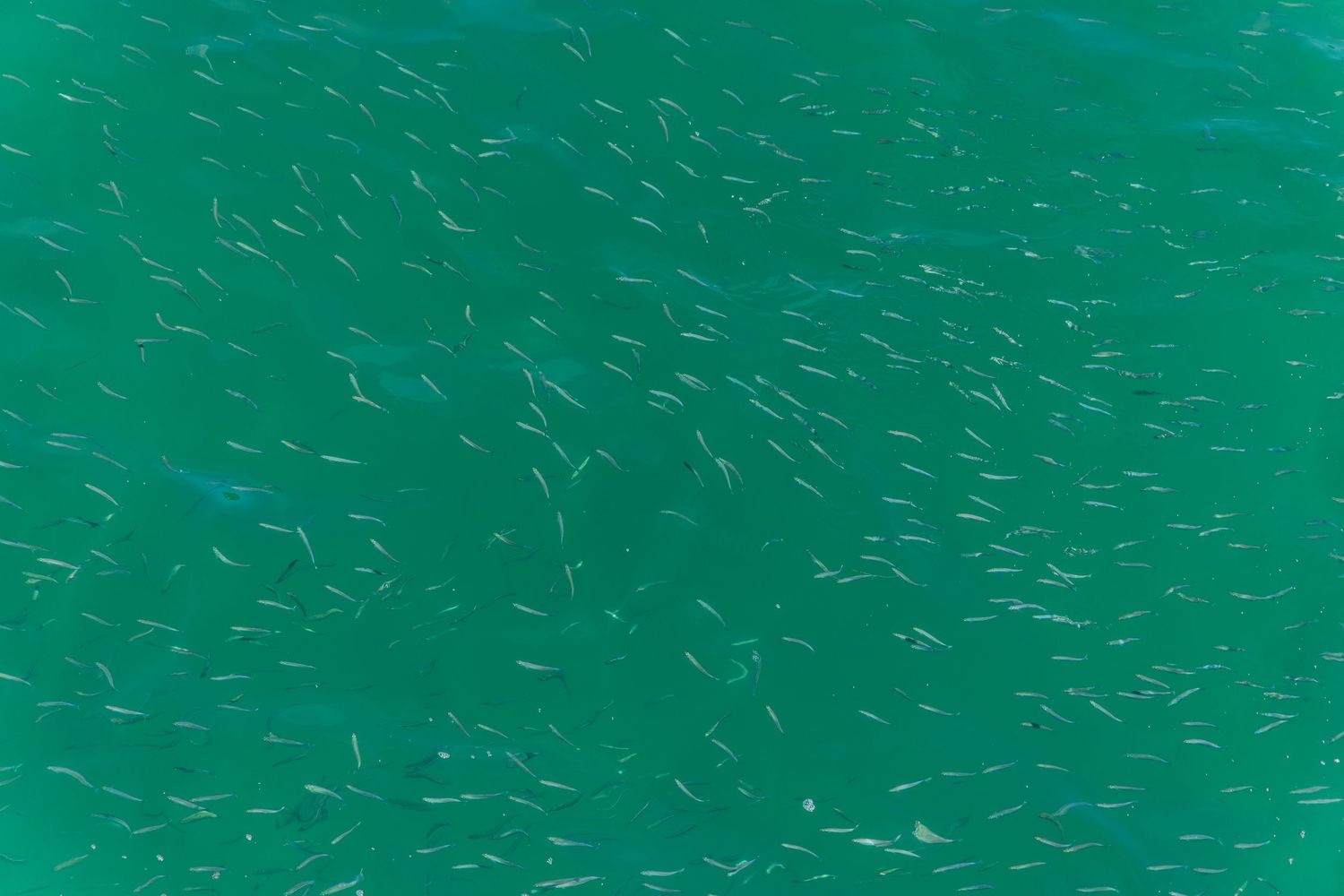 Aerial view of turquoise ocean water with rippling waves and sunlight reflecting off the surface.