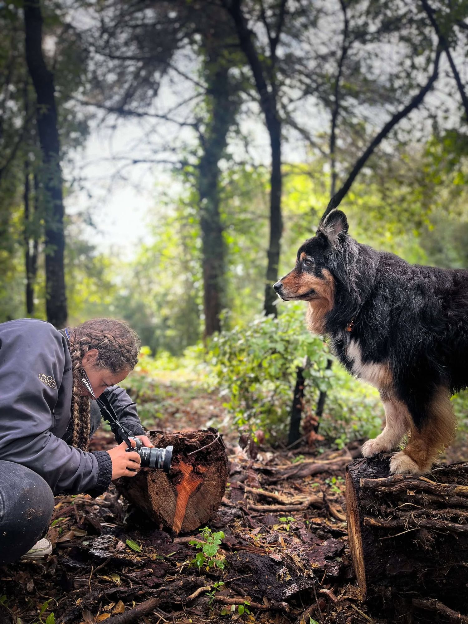 .photographie canine
