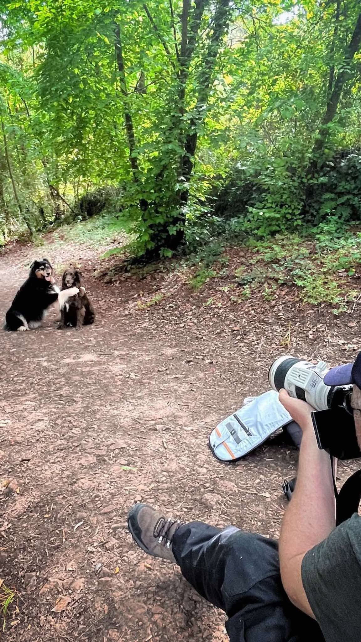 .photographie canine