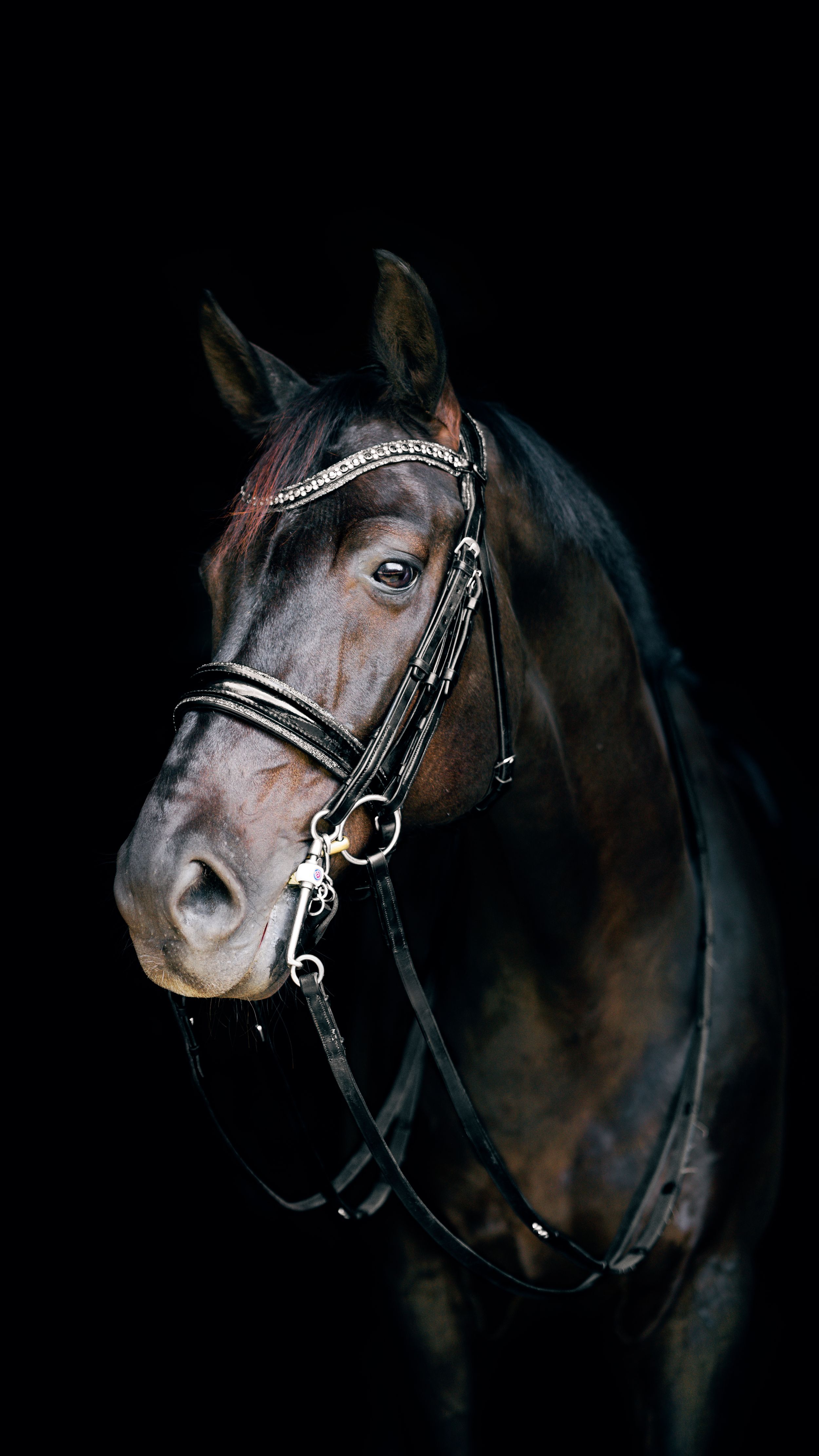 Dark portrait series of a bay horse wearing a leather bridle against black background showing different head angles.
