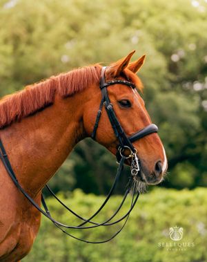 Close up of chestnut horse wearing black leather bridle and reins against green background.