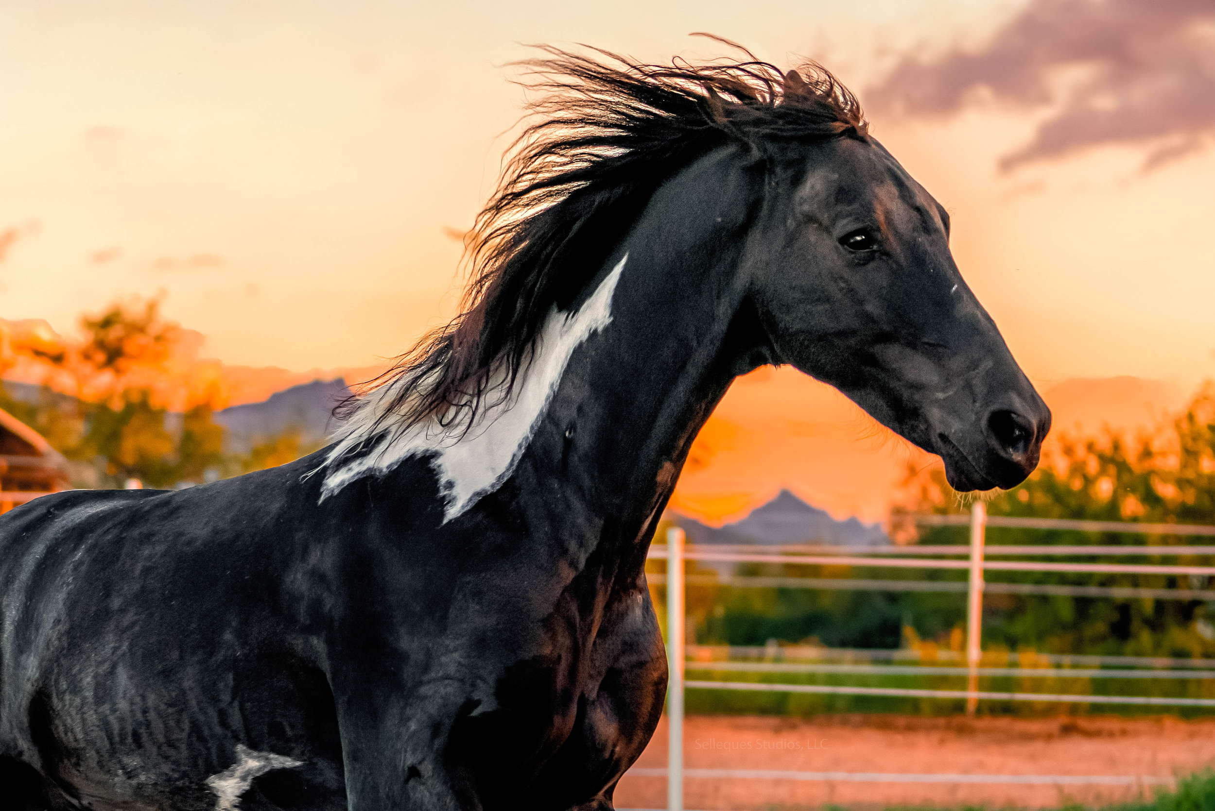 A black horse gallops majestically across a field at sunset with mountains in the background.