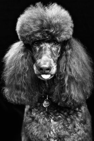 Black and white portrait of a regal standard poodle with fluffy fur and distinctive grooming wearing a collar.