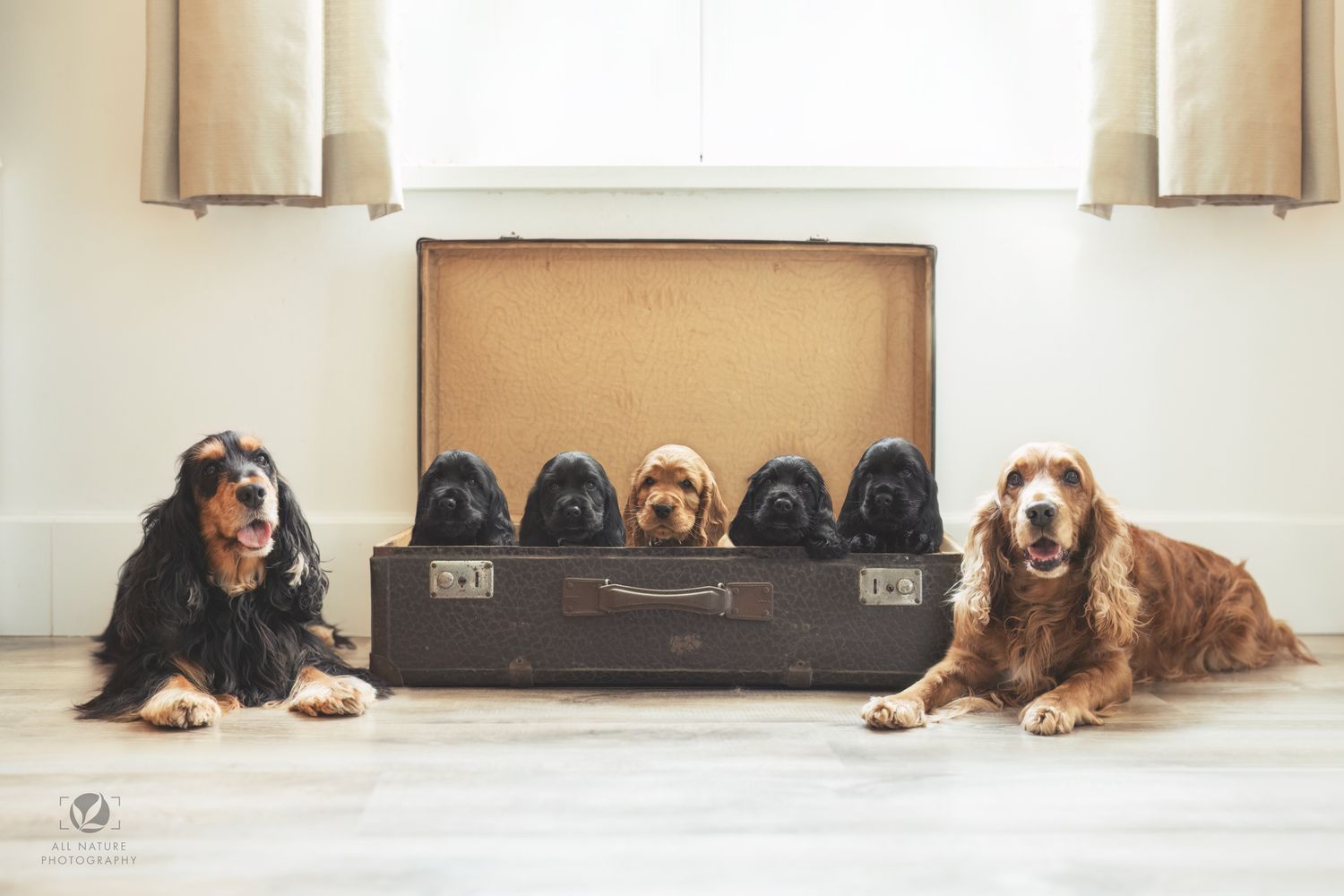 Three dogs sitting on the floor with their heads poking out of a vintage suitcase.