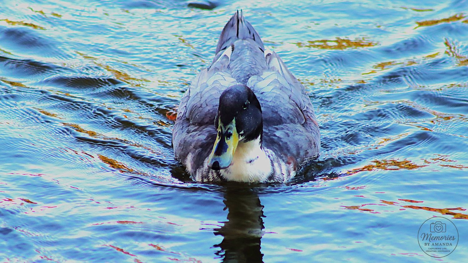 nature Sharon Johnston Park Northern Alabama