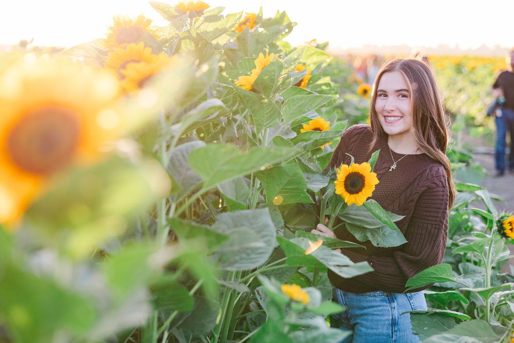 Someone picks sunflowers in a vibrant yellow sunflower field on a bright summer day.