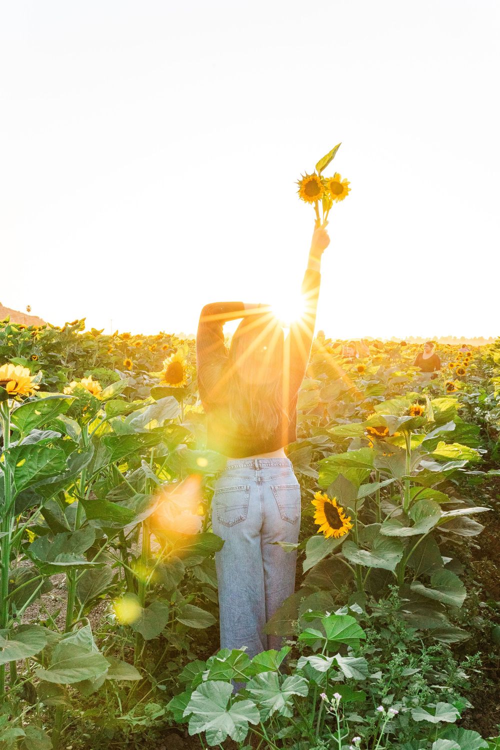 A figure stands in a golden sunflower field at sunset holding a flower up towards the bright sun creating a dreamy silhouette.