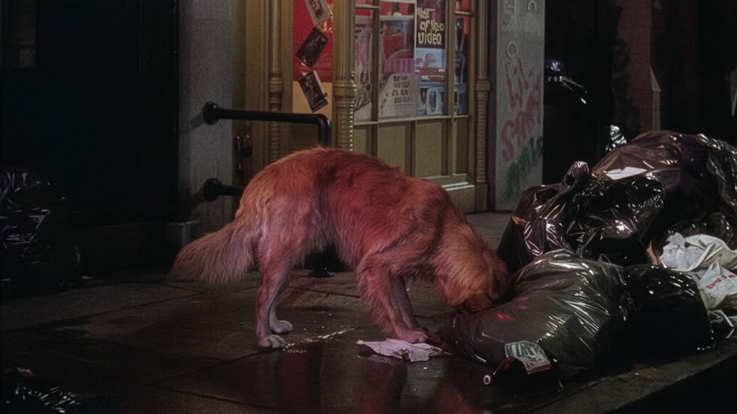 Barney the dog in Gremlins 2