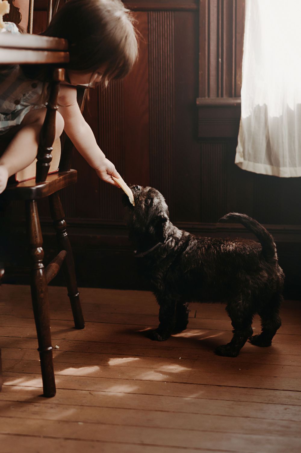 Someone reaches down from a wooden chair to pet a black dog on a hardwood floor in warm sunlight.