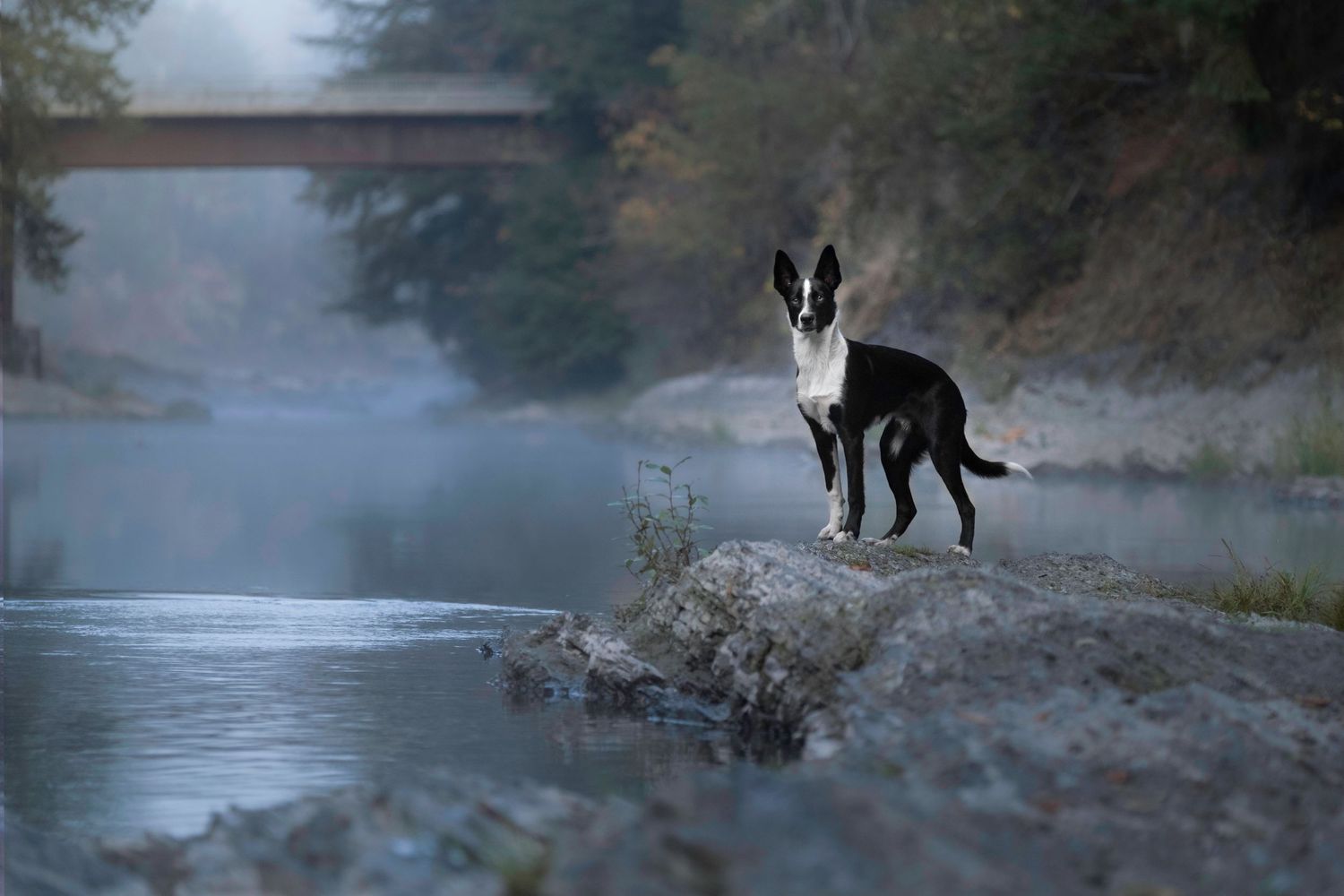 dog at a river Horse Dog Pet Photographer