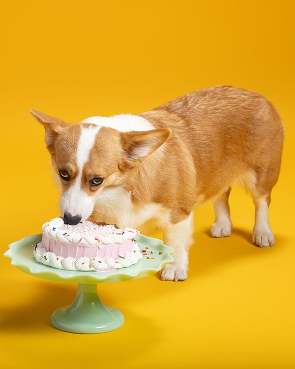 Corgi dog eagerly eating pink frosted birthday cake from a mint green cake stand against yellow background.