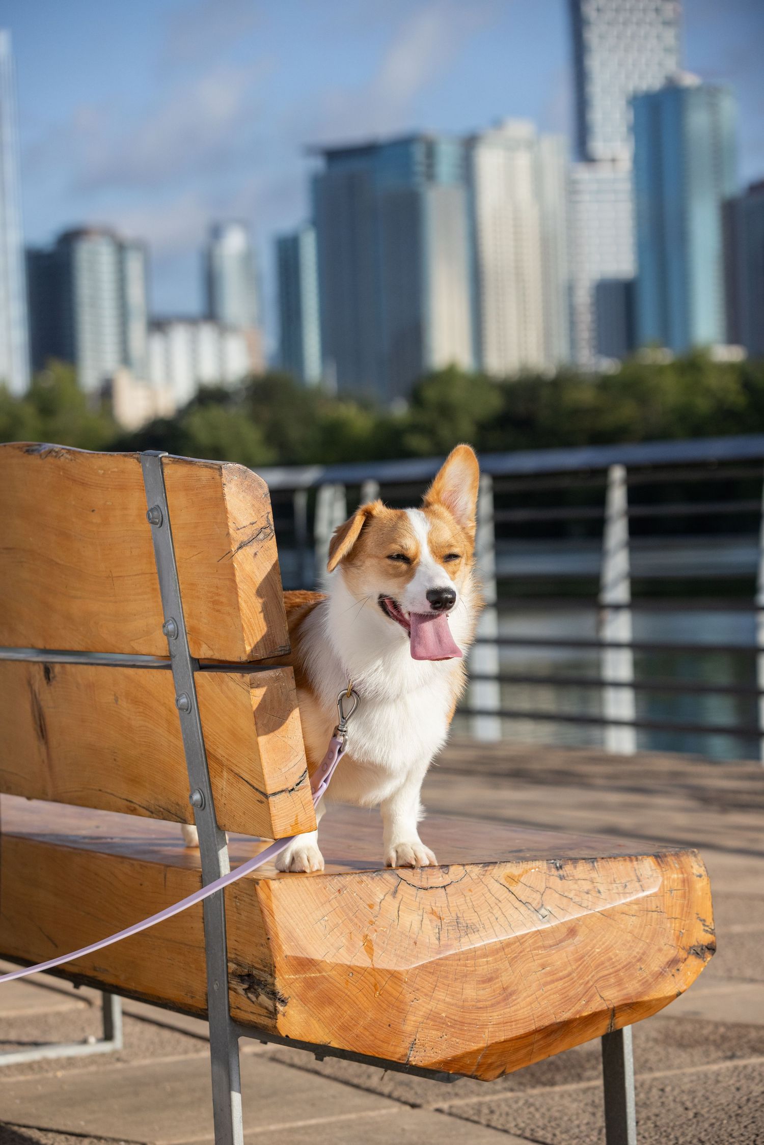 A happy Corgi dog sits on a wooden bench with downtown Austin in the background.