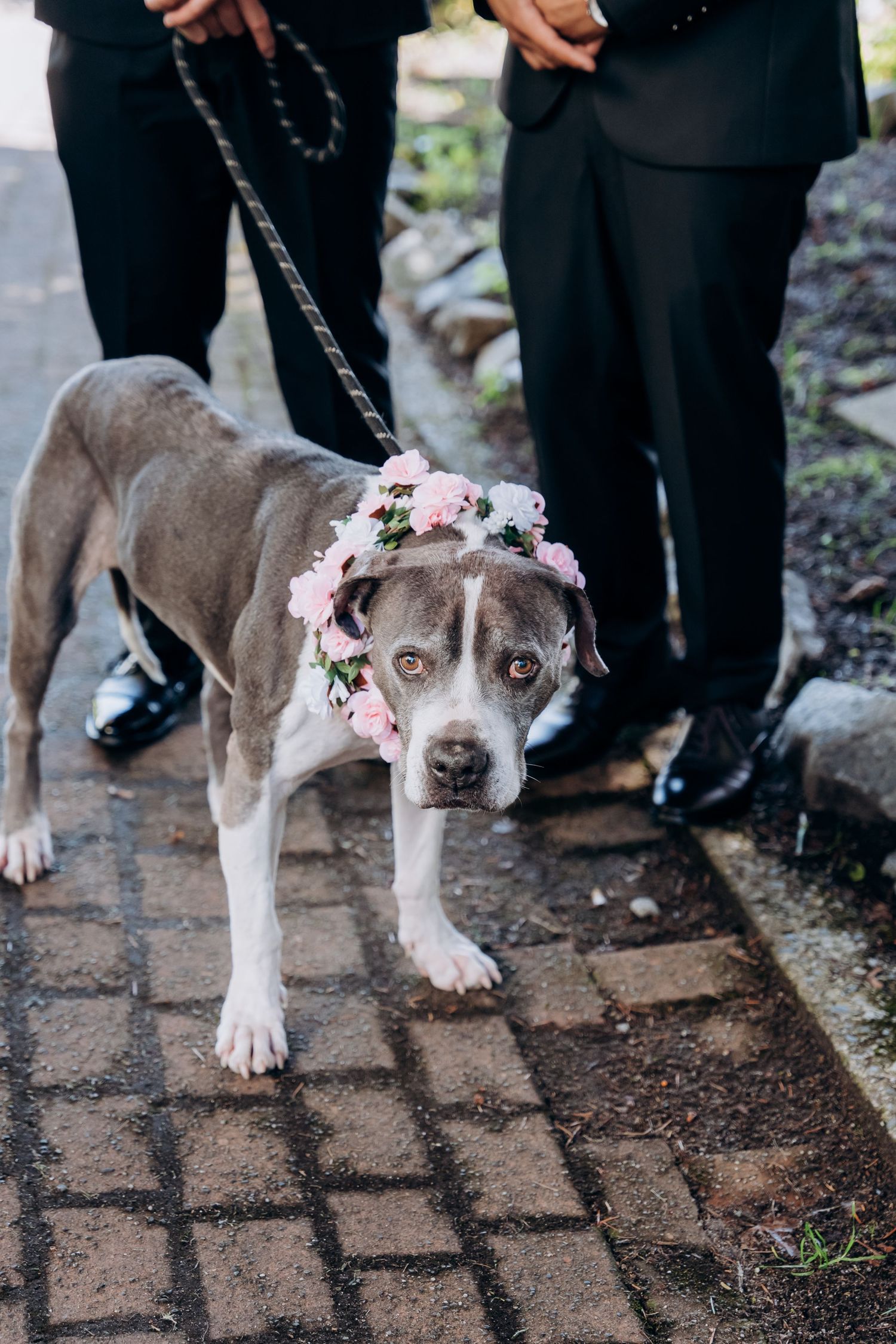 A gray and white pitbull wearing a delicate floral crown stands on a brick path while being walked on a leash.