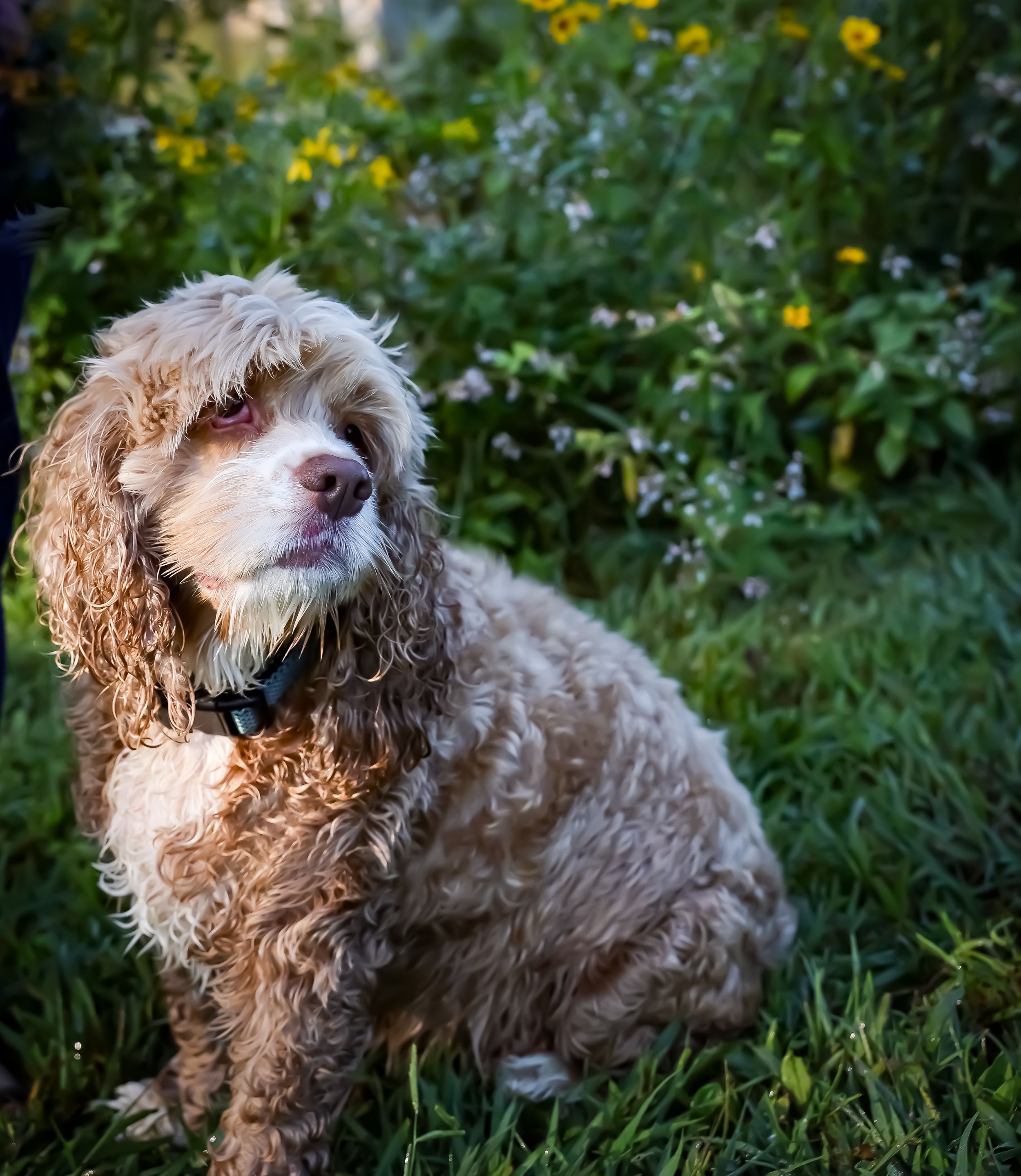 Curly-haired brown dog playing in a garden with yellow wildflowers.