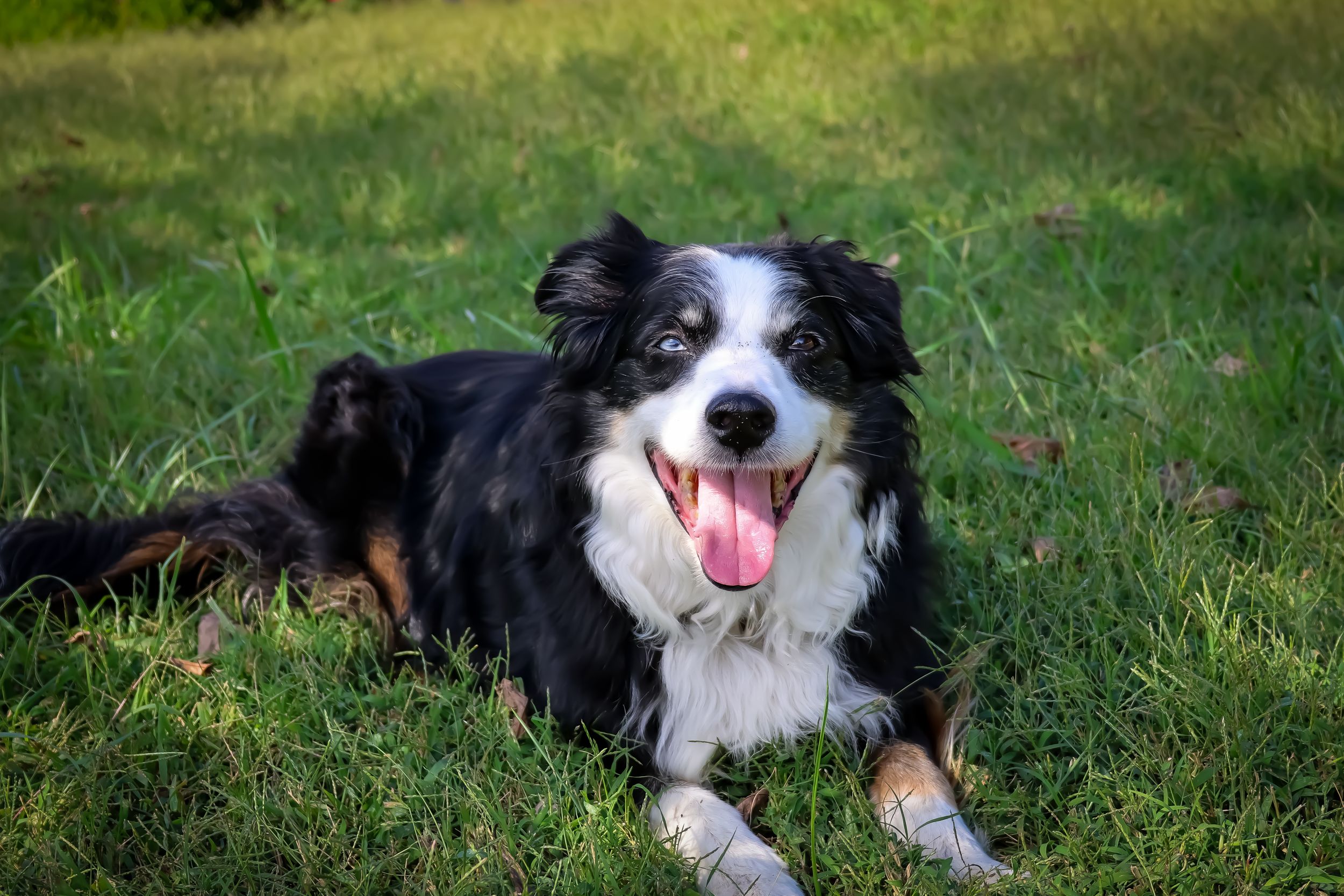 Black and white Border Collie dog lying in green grass showing playful expressions.